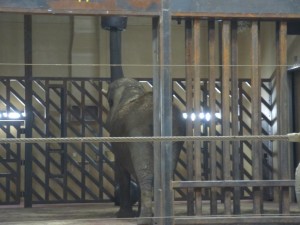 Elephant Enrichment!