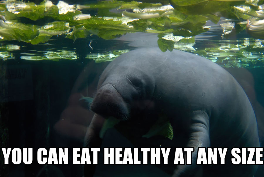 Soothing Manatee