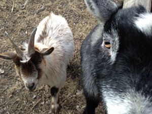 Goats in your face