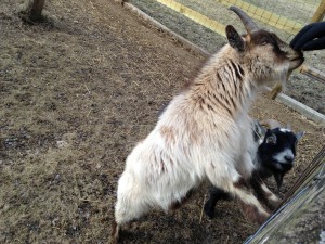 Goats Looking for Celery