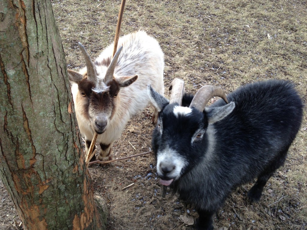 Goats!