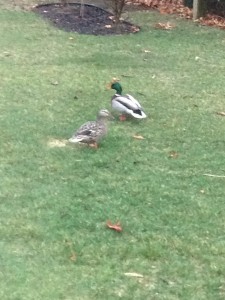 Yard Ducks