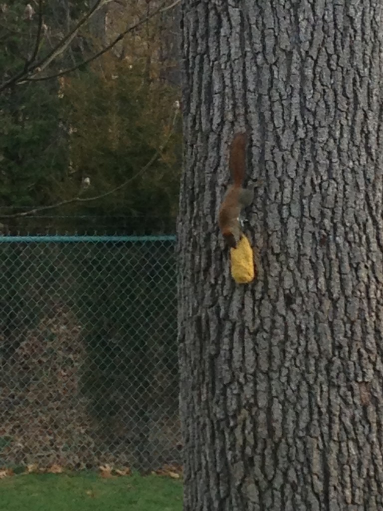 Baby Squirrel