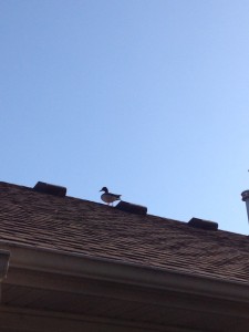 Duck on Roof