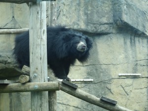 Sloth Bear