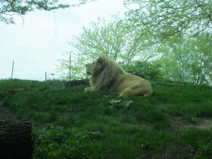 White Lion