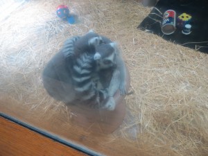 Lemur Ball