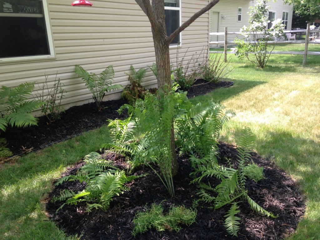 NEW HOT FERN ACTION