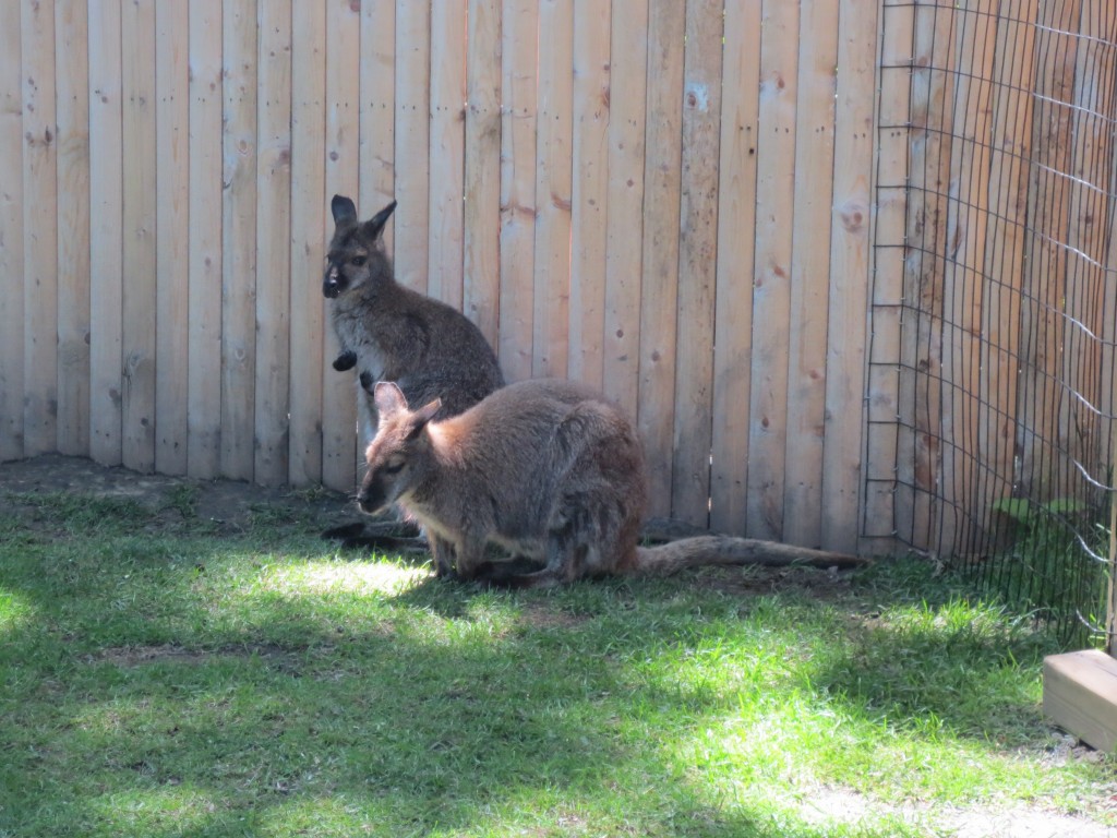 Wallaby Walkabout