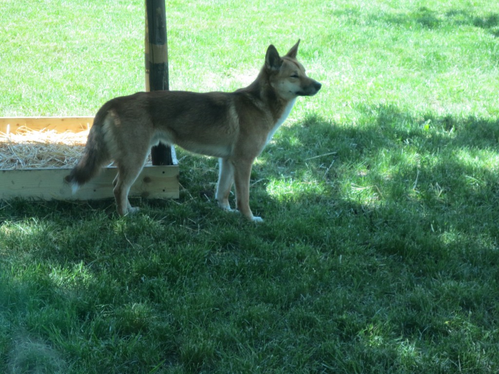 DINGO!