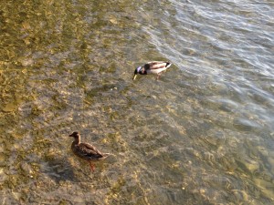 New York Duckies