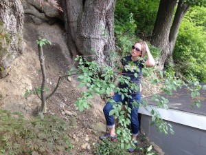 Kim trimming a tree