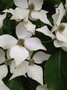 Dogwood up close