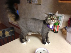 Haircut Cat on the Counter