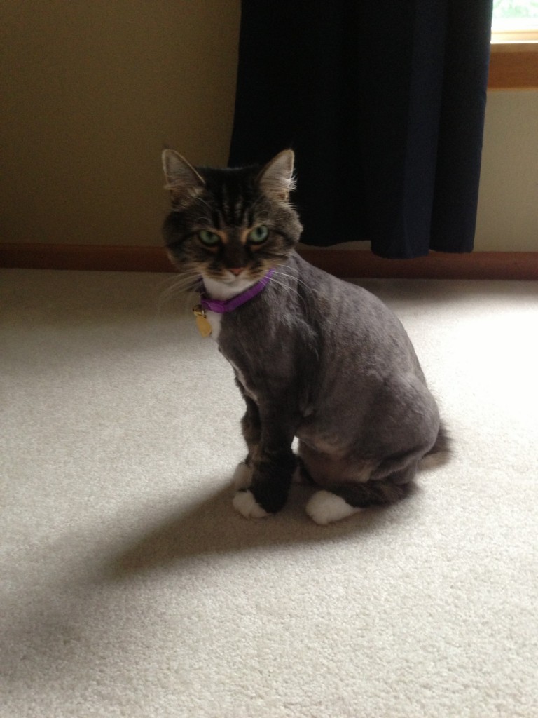 Haircut Cat