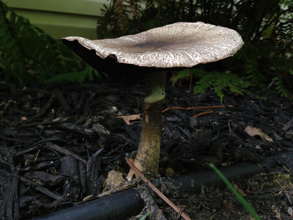 Mushroom