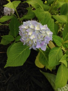 New Hydrangea