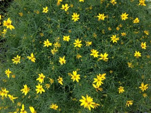 Artsy Coreopsis