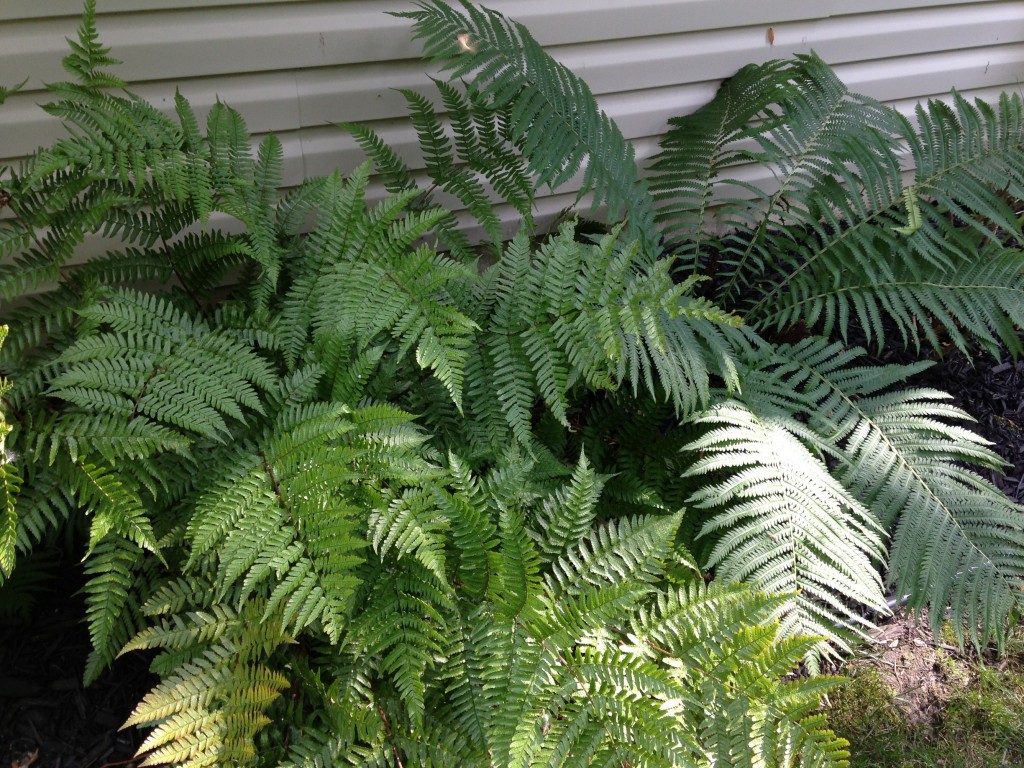 Healthy Ferns