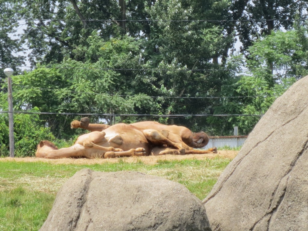 Spooning Camels