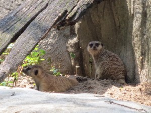 Meerkats