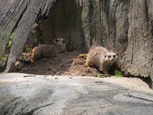 Meerkats