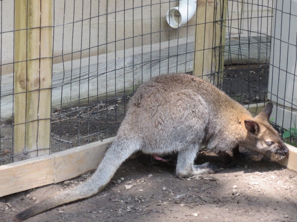 Wallaby Peen