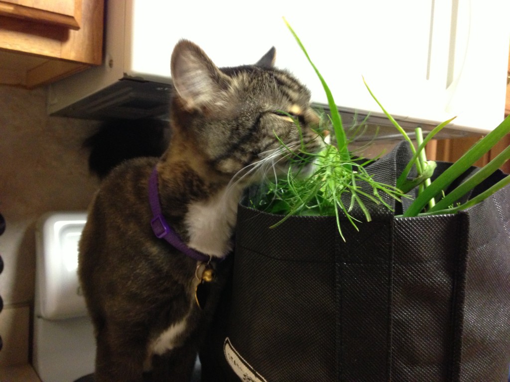 Kitten eating fennel