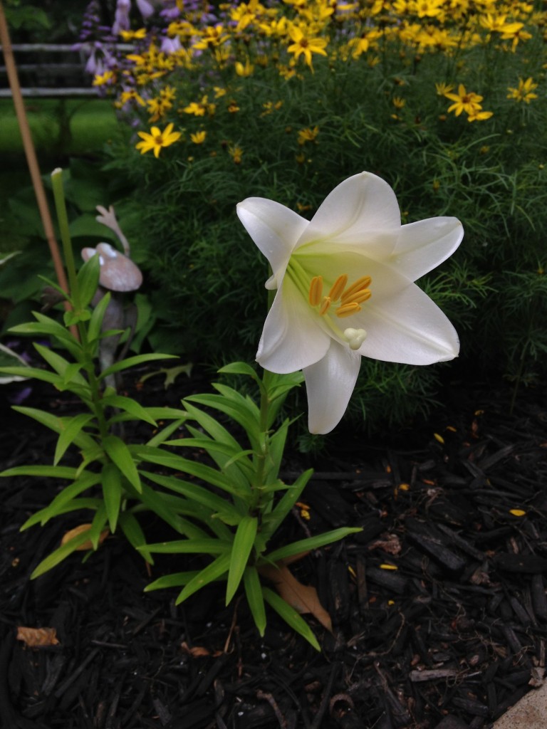 Easter Lilly