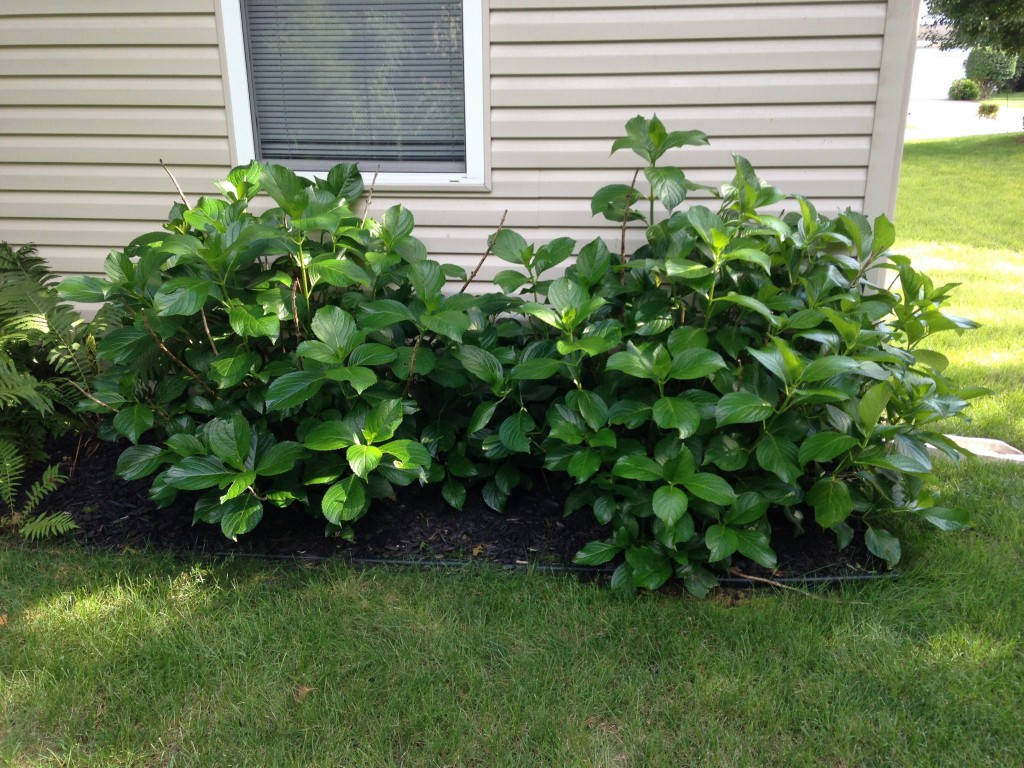 Big Green Hydrangeas