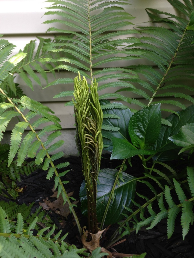 Baby Fern Leaf Action