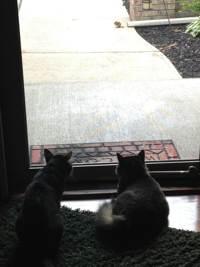 Cats on the prowl