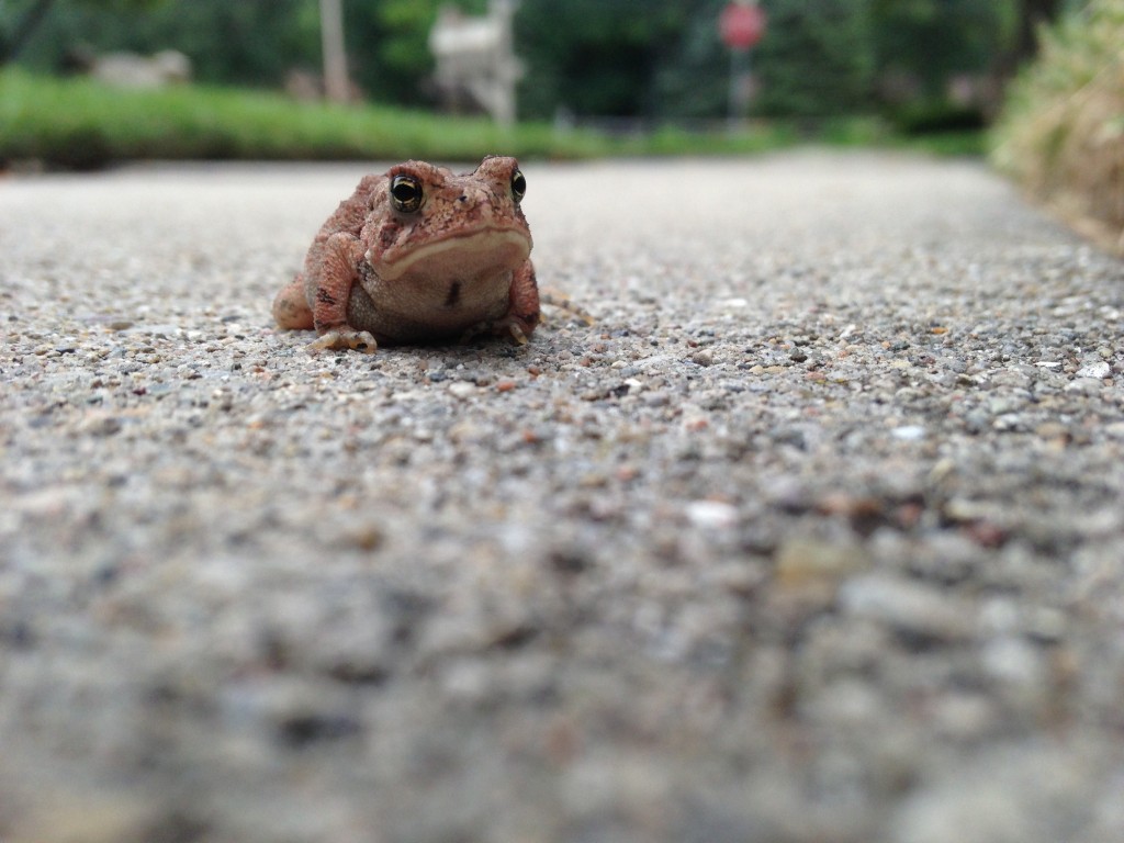 Awesome Toad