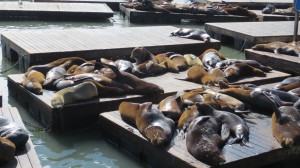 Sea Lions