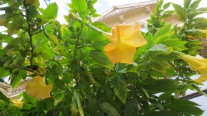 Brugmansia