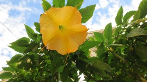 Brugmansia