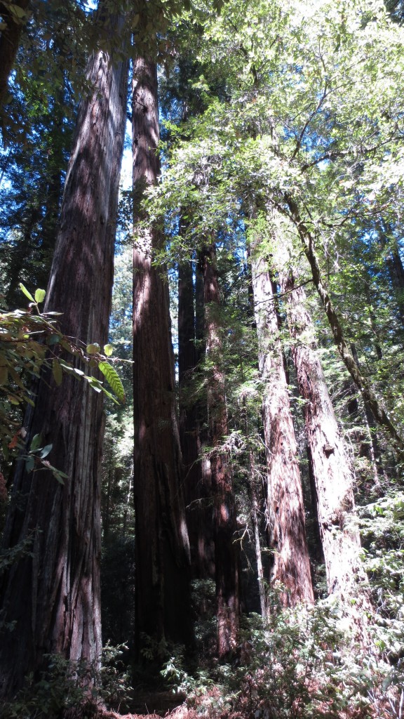 Redwoods