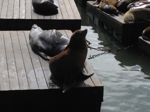 Sea lion sitting pretty