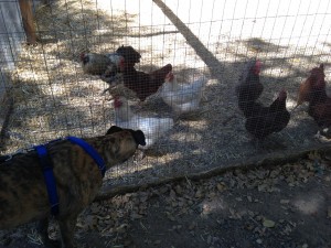 Josie and chickens