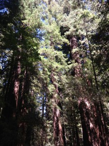 Redwoods