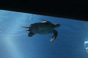 Sea Turtle!!!