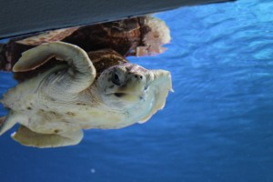 Baby Sea Turtle