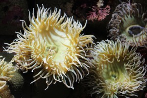 Anemonemone