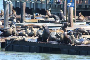 Sea Lions