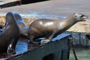 Sea Lion