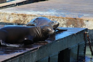 Sea Lions