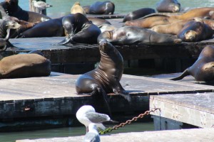 Sea Lion