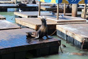 Sea Lion