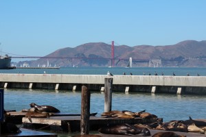 Sea Lions with GG