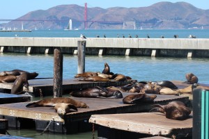 Sea Lions with GG